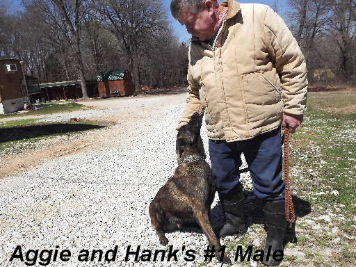 Aggie and Hank's #1 Male (Belgian Malinois/ Dutch Shepherd Cross puppy)