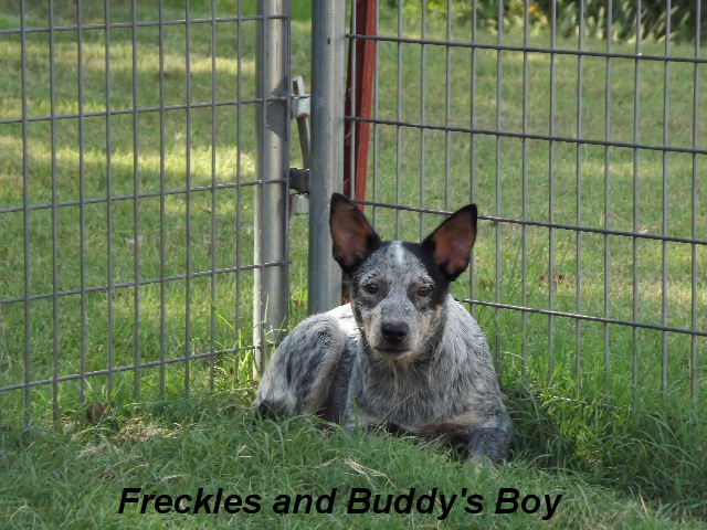 Buddy and Freckles #2 Male (Purebred Queensland Blue Heeler Puppy)